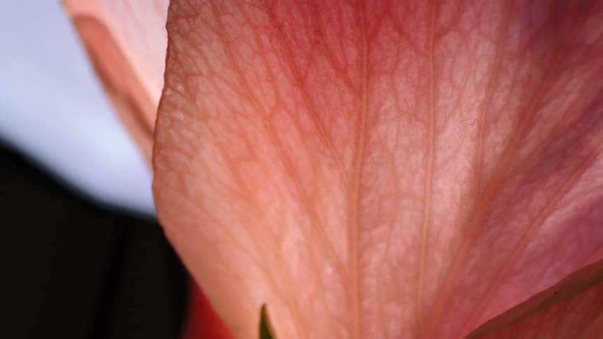 Still life of a pink petal with a background of white light