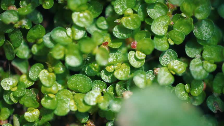 A large bright green plant with many petals