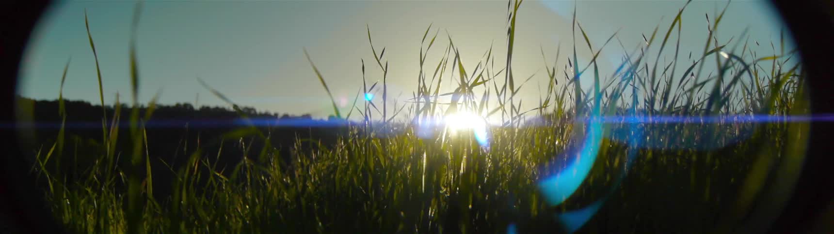 The sun shines on grass blades