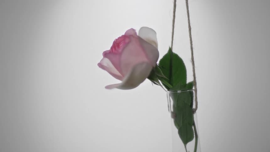 Still life of a pink flower in a glass vase suspended by threads
