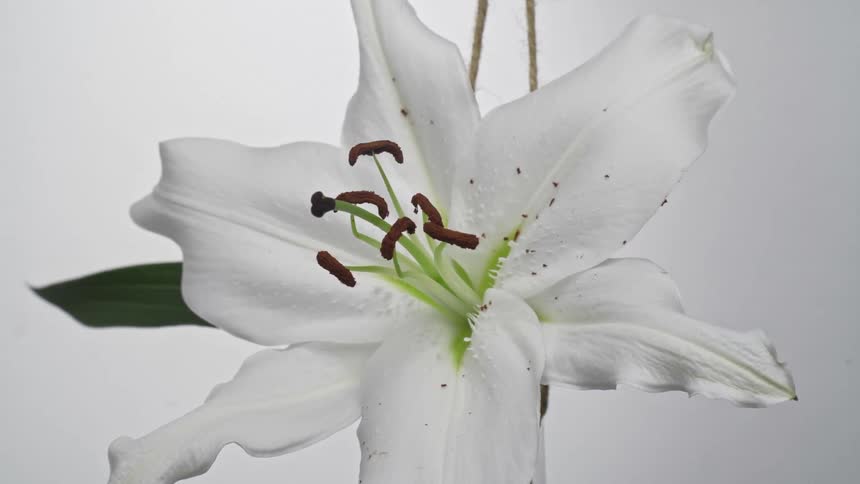 A closeup view of a white lily against a lit white background