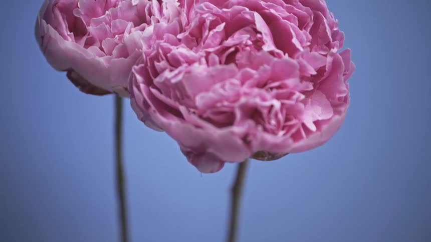 Still life of two light pink flowers