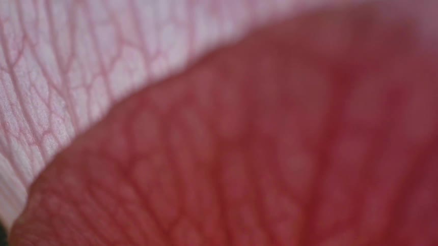 Extreme closeup of a rose petal