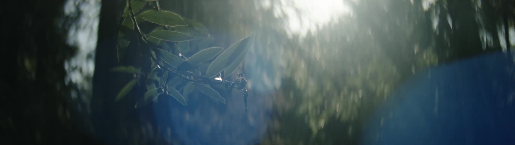 Leaves hang from a tree in a forest on a cloudy day