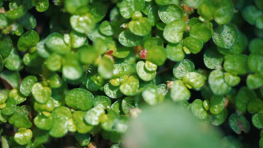Extreme closeup of leaves from a green plant