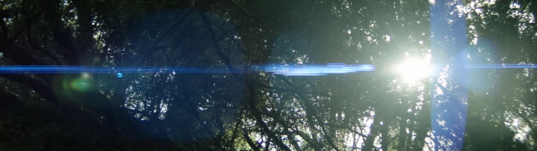 The sun is only peeking in a little with heavy branches blocking