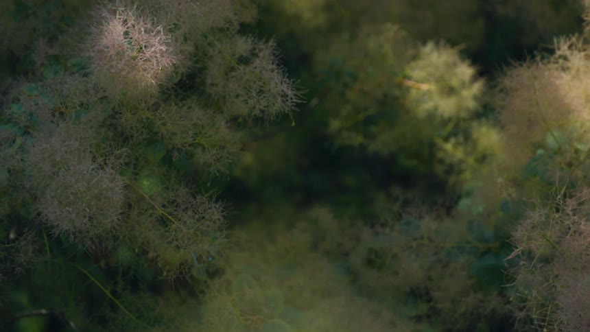 A close up clip of plant in the forest