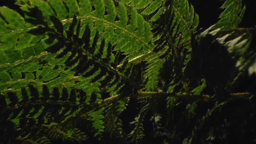 The green branches are in the dark