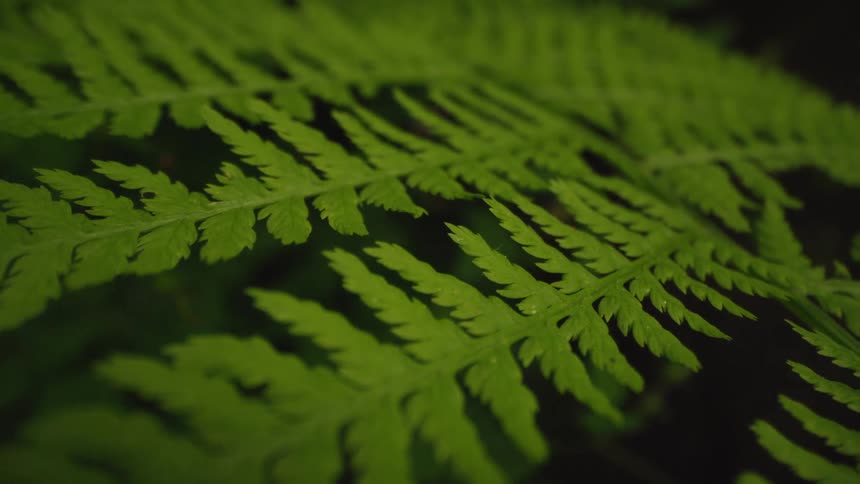 Close up of green fern leaves