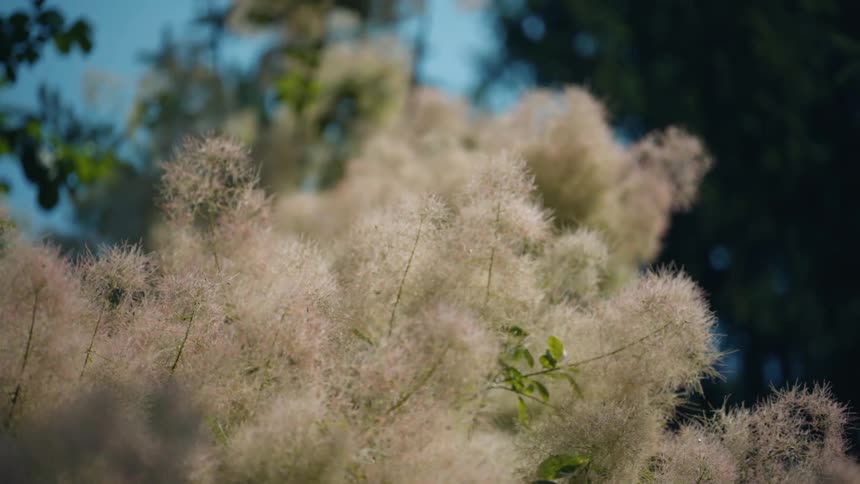 A bushy plant is in the forest