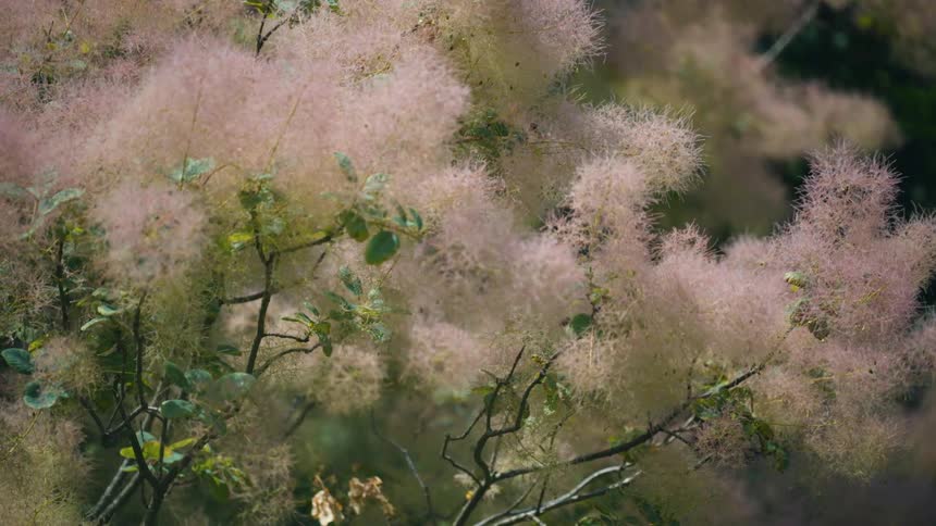 Closeup of a plant with leaves and cotton