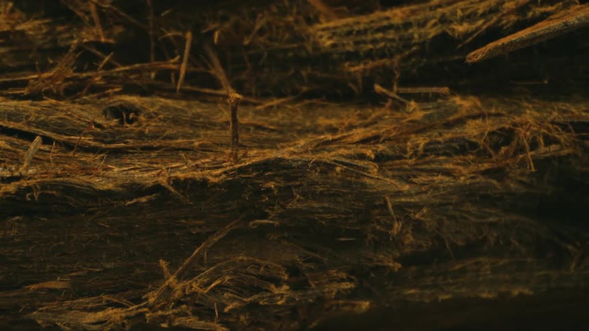 Ground with old and dry wood