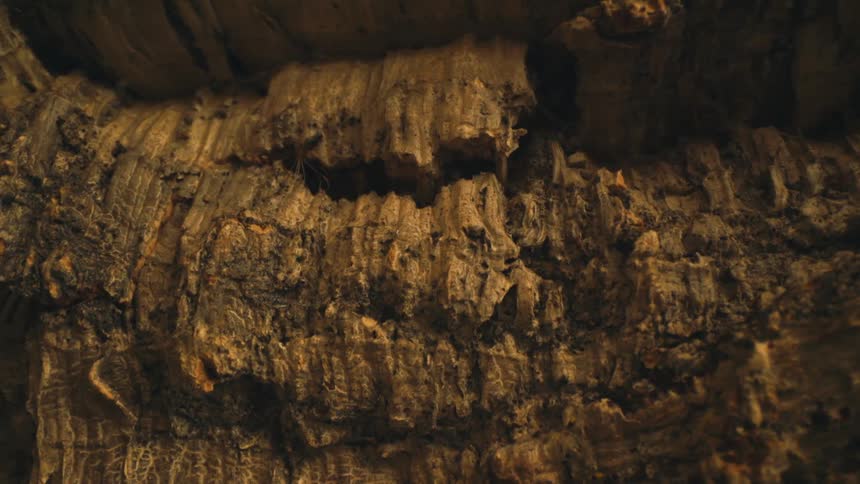 Internal view of a tundra and natural cave