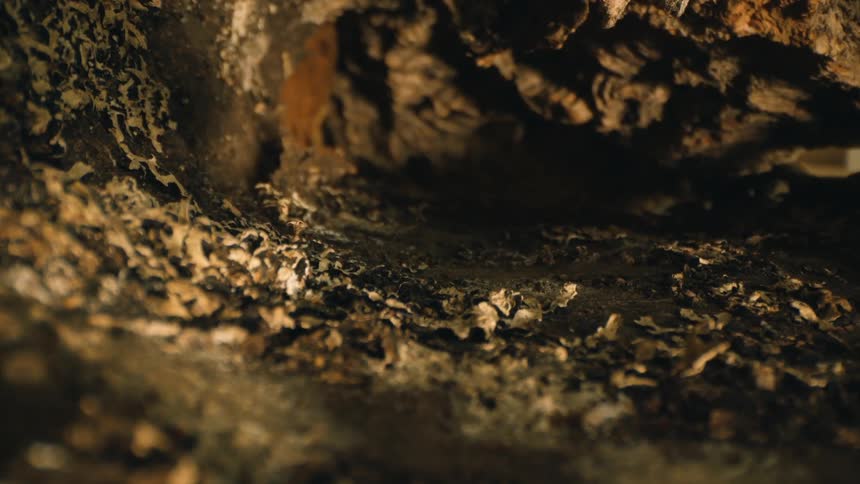 Close up of the interior of a small cave or rotting tree