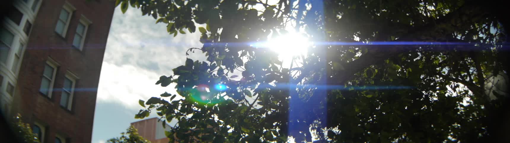 The sun is shining in through the branches above