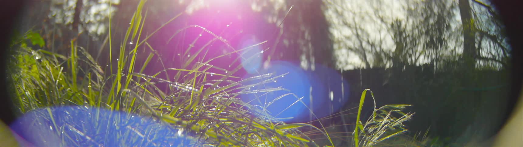 The sun is shining on the long wet grass