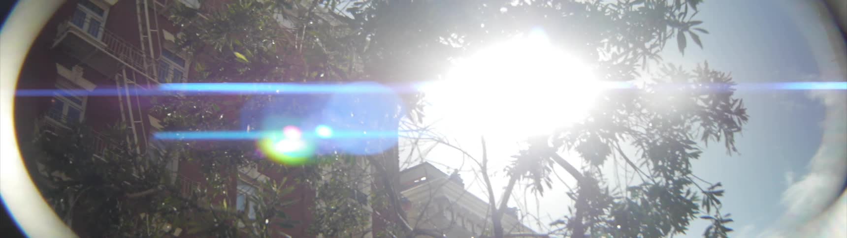The sun shines through tree branches