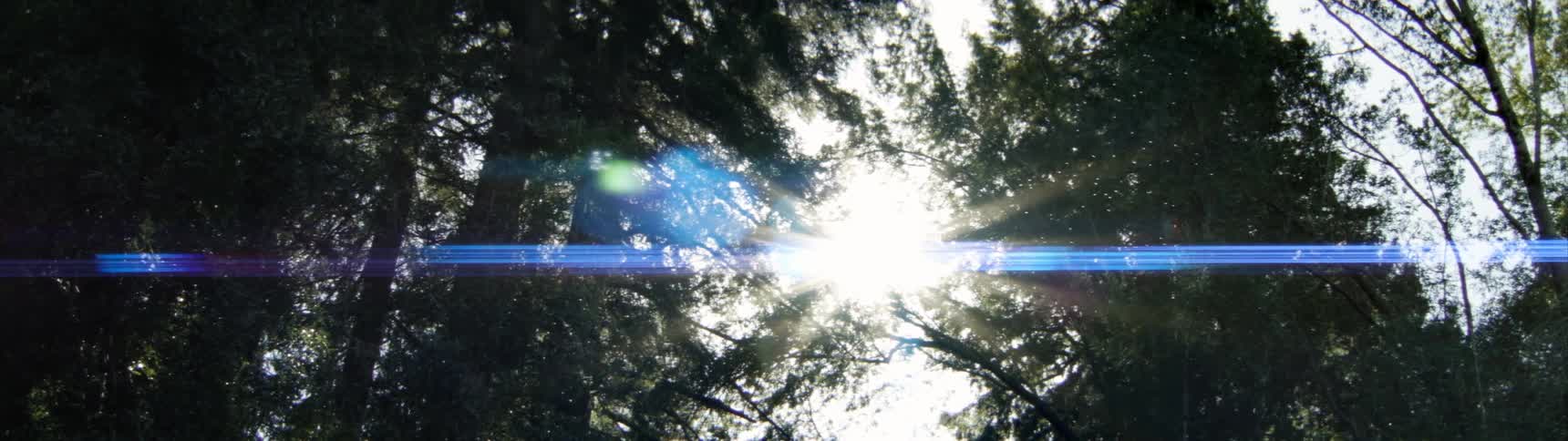 The sun is shining in through the branches of these trees