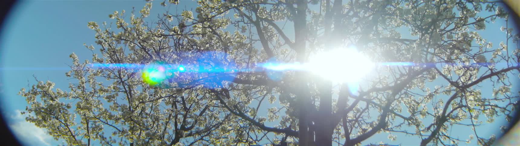 A tree with yellow and green leaves partially blocks a sun