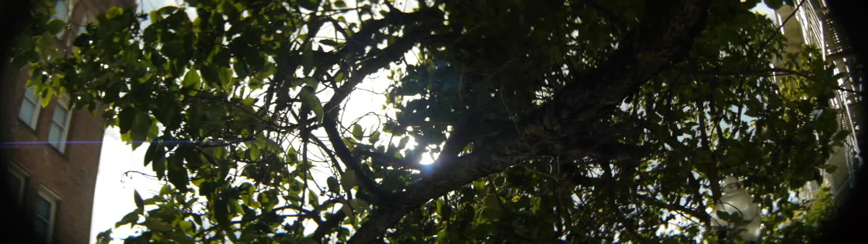 Sunlight peaks through branches of a tree