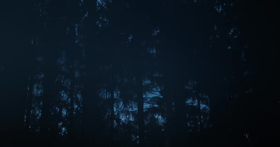 View of a dark forest