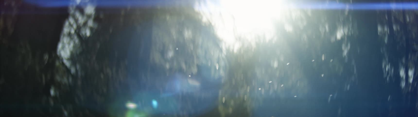 Gnats fly in the sun near a forest