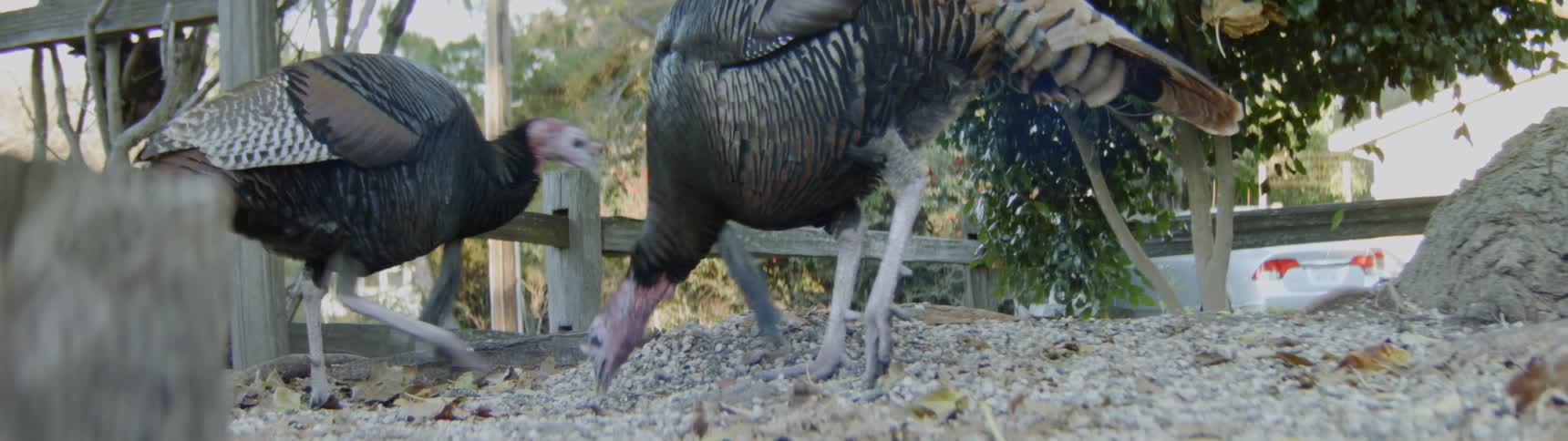 Two turkeys peck on the ground in search of food