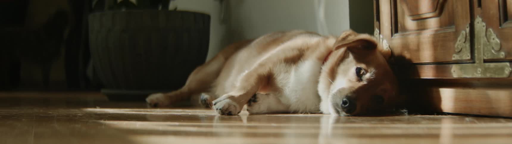 A chubby dog lays on the floor watching another dog walk past