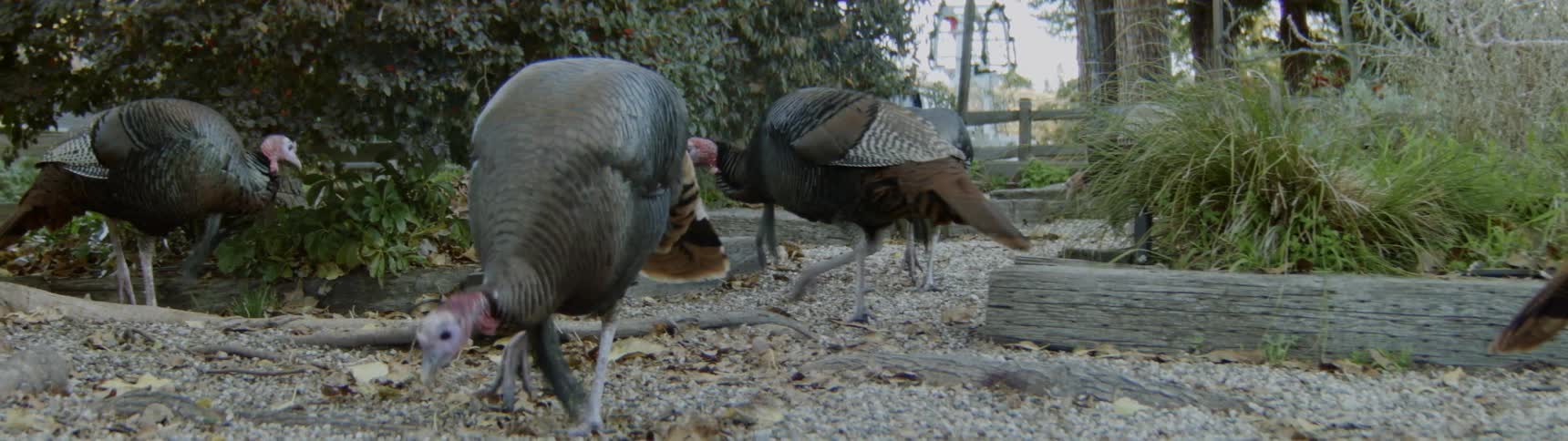 Turkeys are pecking at food on the ground