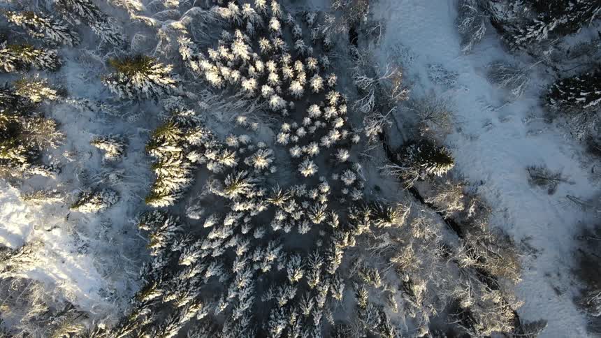 The forest is full of snow