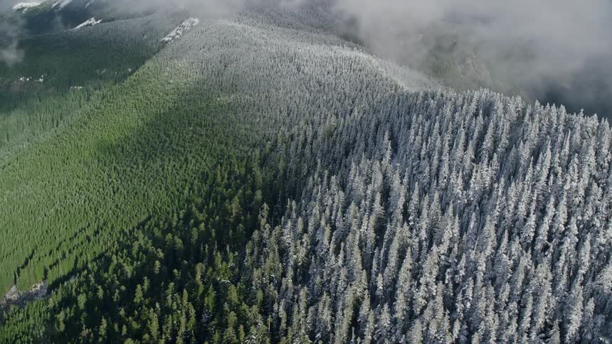 Aerial view of a snowcovered forest in the mountains