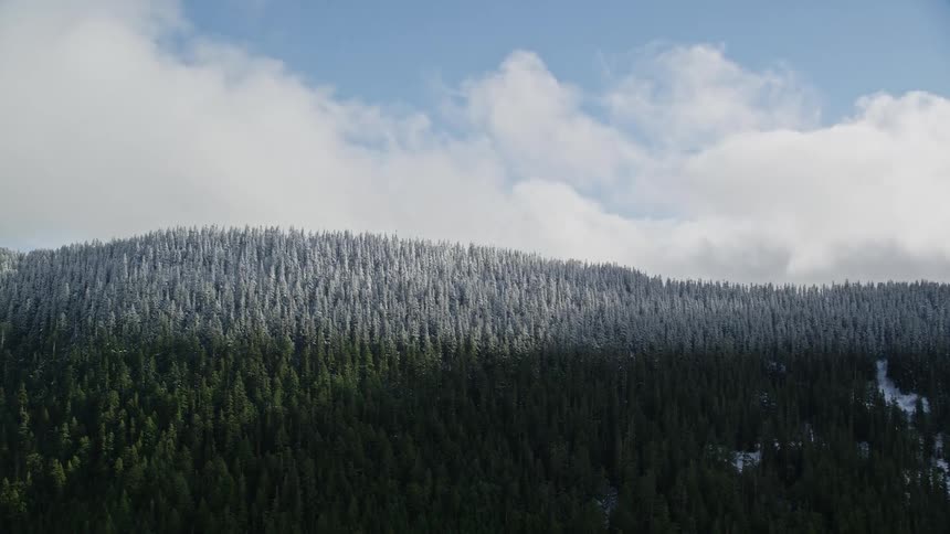 Aerial panorama of a forest with a portion covered in snow and another without under the conifers