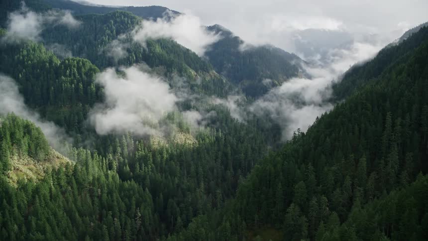 An aerial view of a forest in a valley