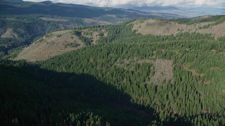 An aerial view of a green forest nestled in the mountains