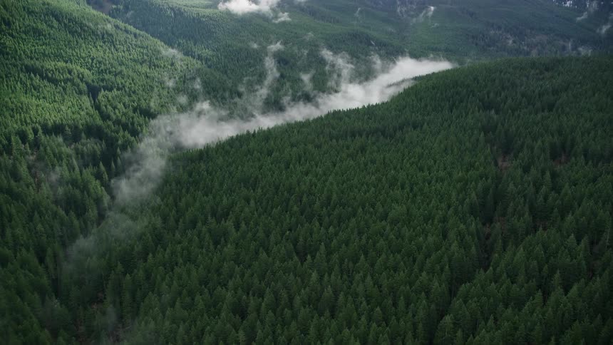 Aerial panorama of a winding river amidst coniferous forests covered in mist
