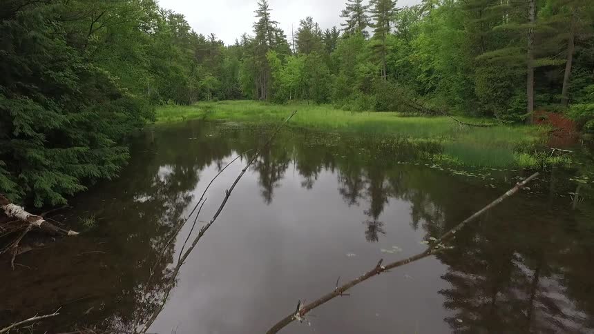 A river is covered with downed trees and grass