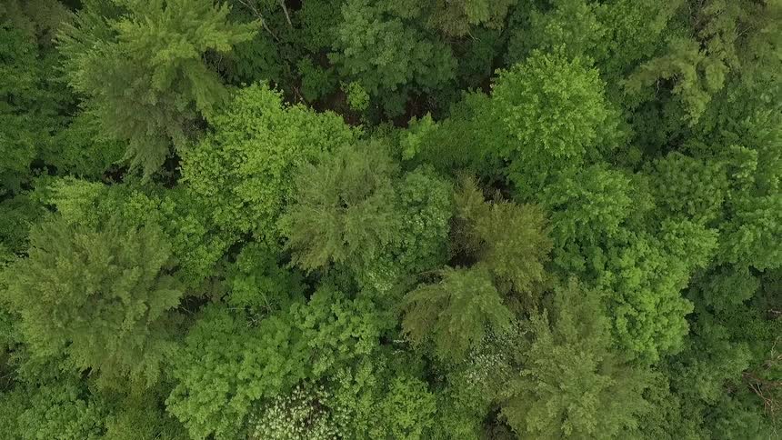 Aerial view of a forested area