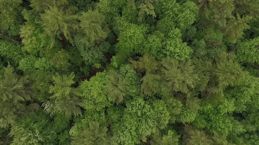The wind blows the branches of the thick forest below