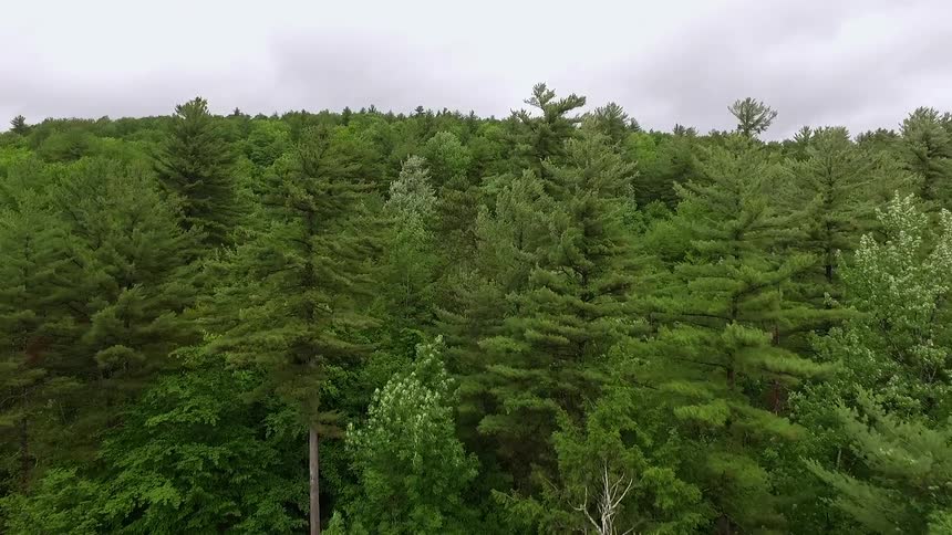 Moving past the many tall trees on a cloudy day