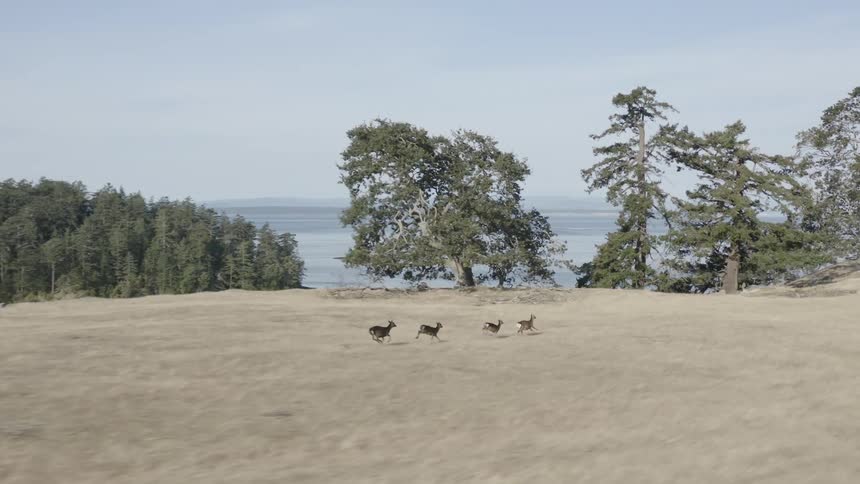 Animals running on the ground near the sea at midday