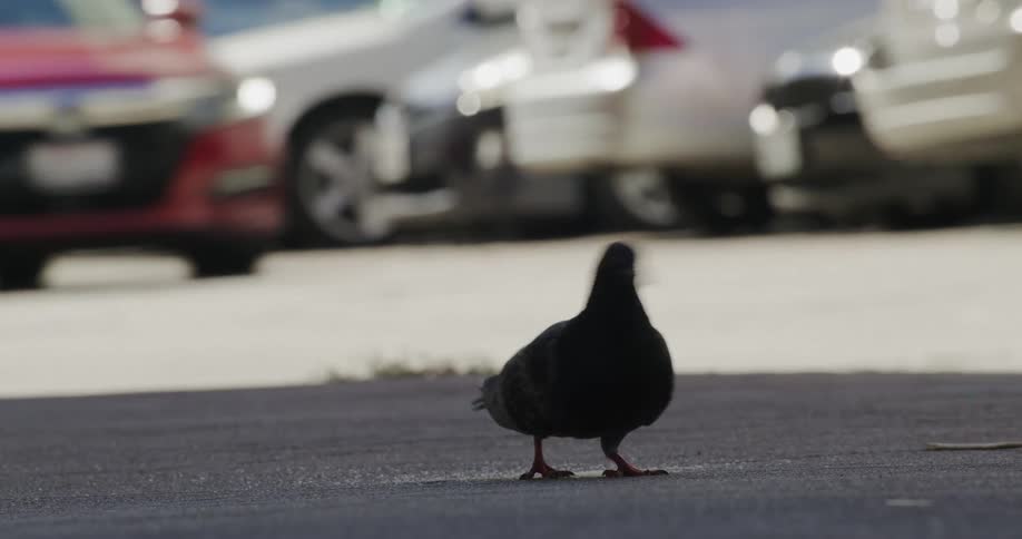The bird is eating on the side of the road