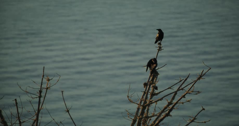 Birds perch on leafless tree overlooking water