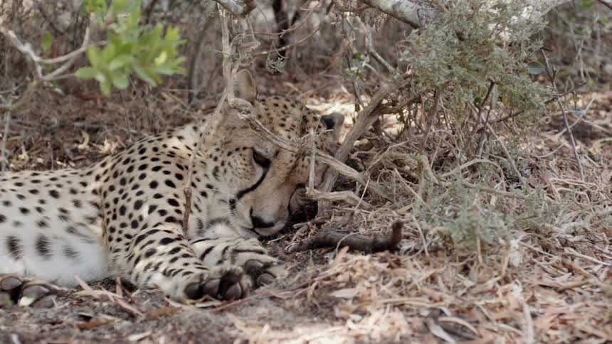 A young cheetah rests its head on the ground