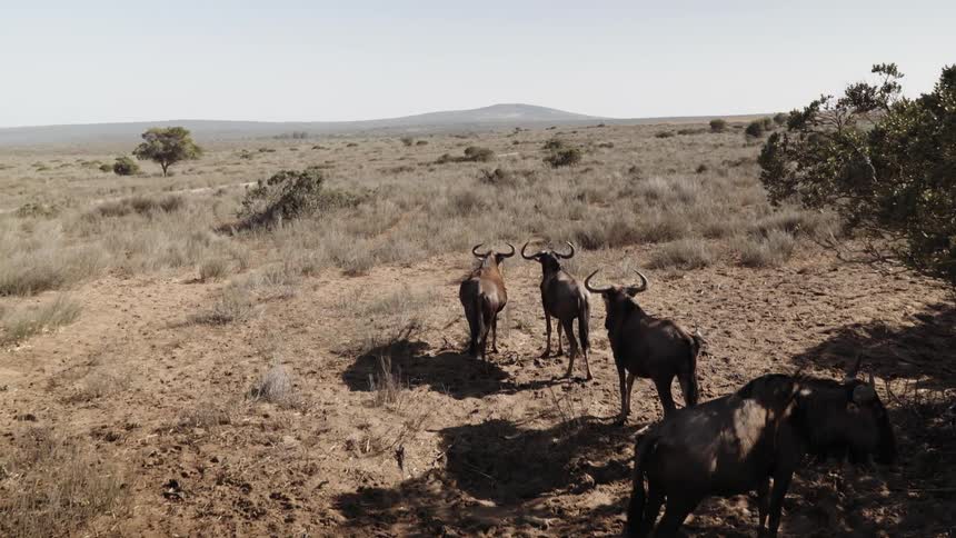 A wildebeest gets up and walks around