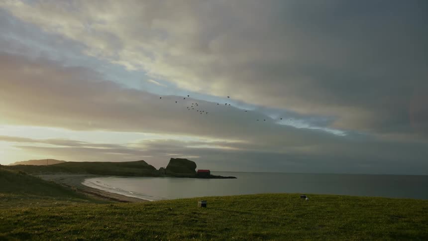 Birds fly over the shore