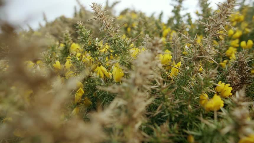 Yellow flowers are in the bush