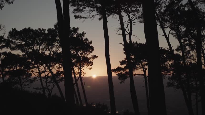 The sun is setting in the distance past these trees