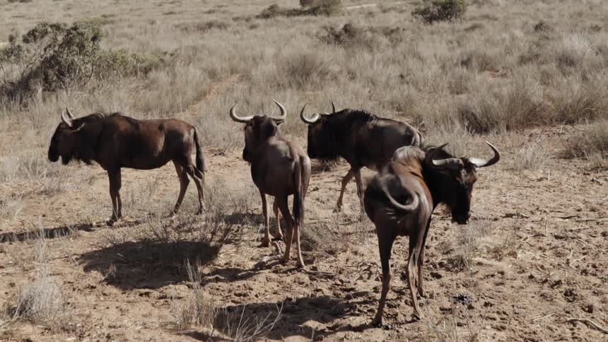 Horned animals stand together on this field