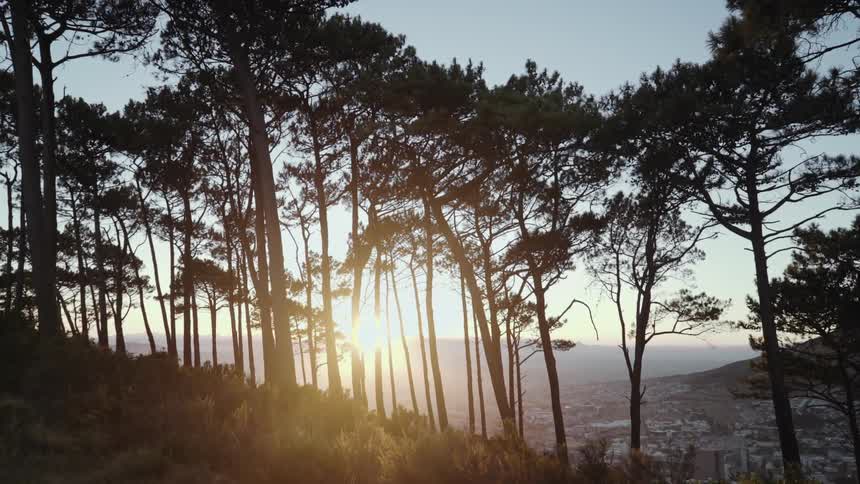 The sun shines through trees on a hillside at sunset
