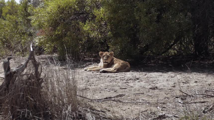 A lion is laying in the dirt under the shade of a tree